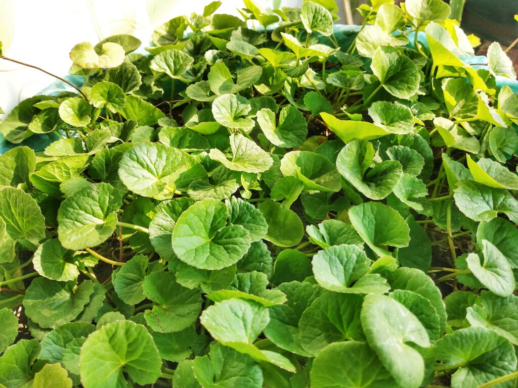 Centella asiatica থানকুনি 3